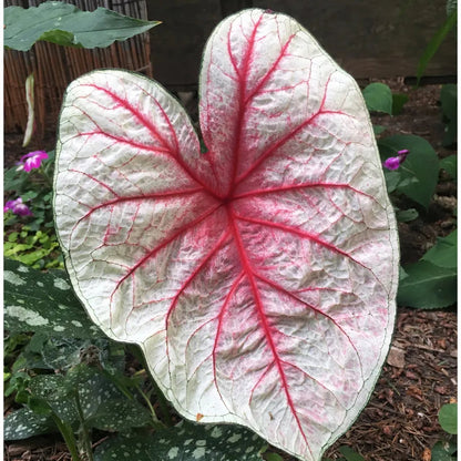 Caladium Bicolor ‘White Queen’ – Decorative Foliage Plant with White Leaves and Red Veins