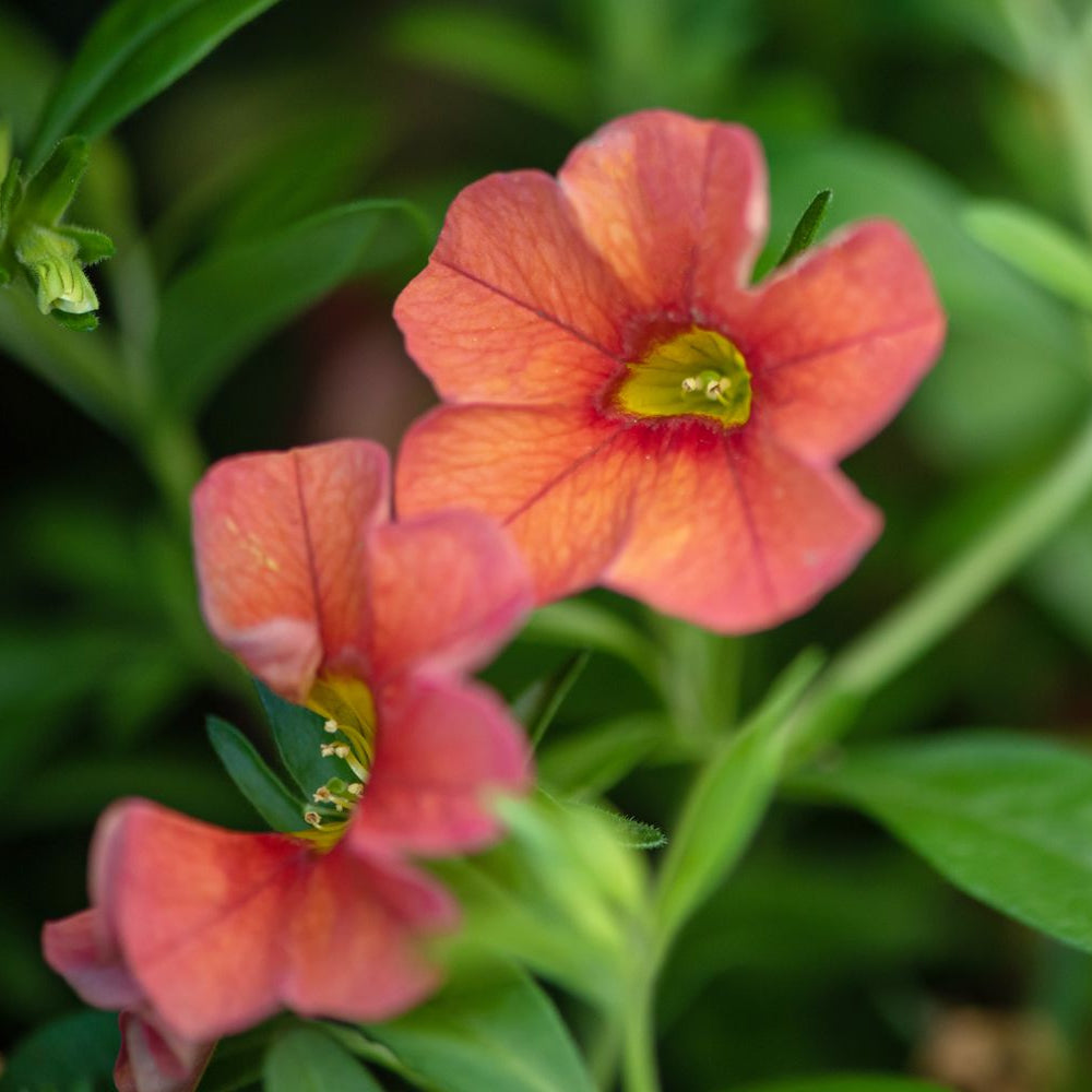 Colorbust Chocolate Calibrachoa Seeds Rich Brown-Gold Blooms Trailing Plant