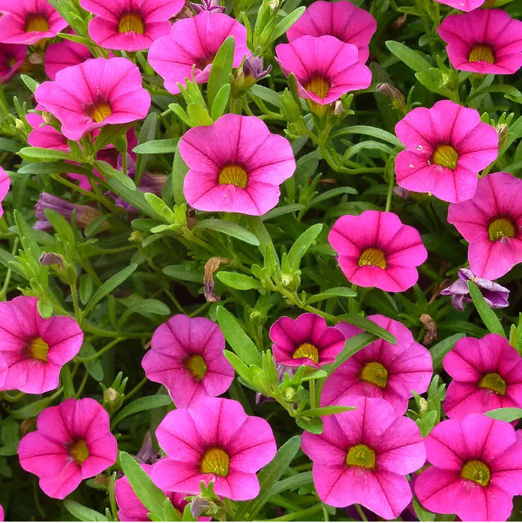 Cabaret Hot Pink Calibrachoa Seeds Bright Trailing Blooms Perfect