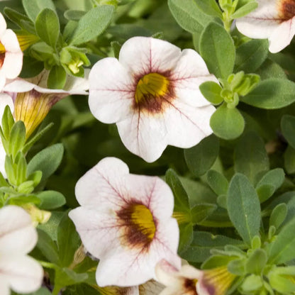 Can-Can Mocha Calibrachoa Seeds Unique Cream & Mocha Blooms