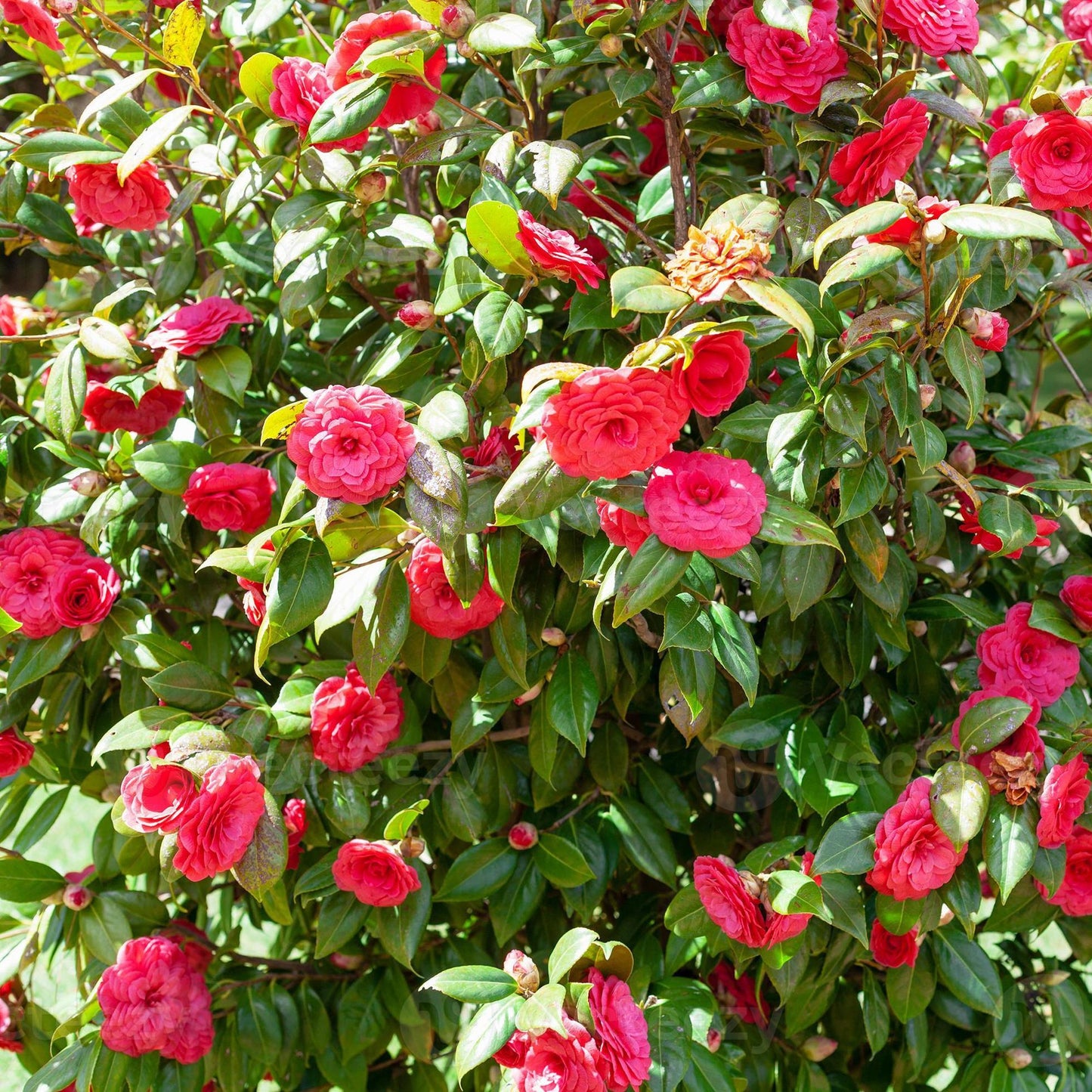 Camellia sinensis ‘Assamica Red Flush’ – Red-Tinged Foliage Plant for Gardens