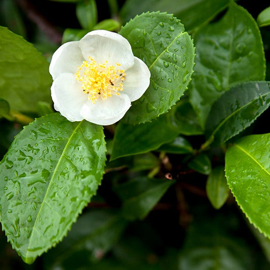 Camellia Sinensis Seeds Authentic Tea Plant Grow Your Own Green & Black Tea