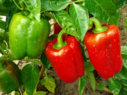 Sweetest Redyellowgreenorange Bell – Garden Fruit Seeds