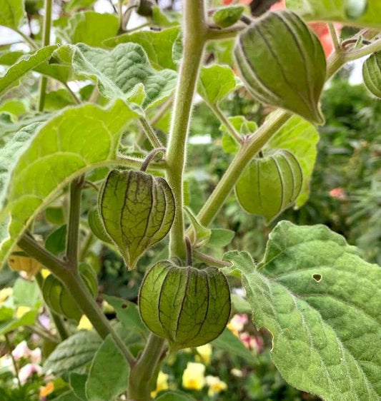 Ground Cherry Physalis Peruviana – Cape Gooseberry Vegetable Seeds