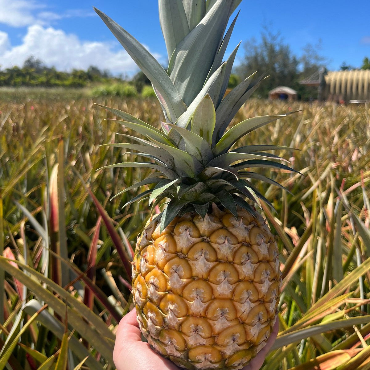 Sugarloaf White Pineapple (Ananas comosus) Seeds for Planting – Heirloom, Non-GMO, Easy to Grow, Sweet Tropical Variety