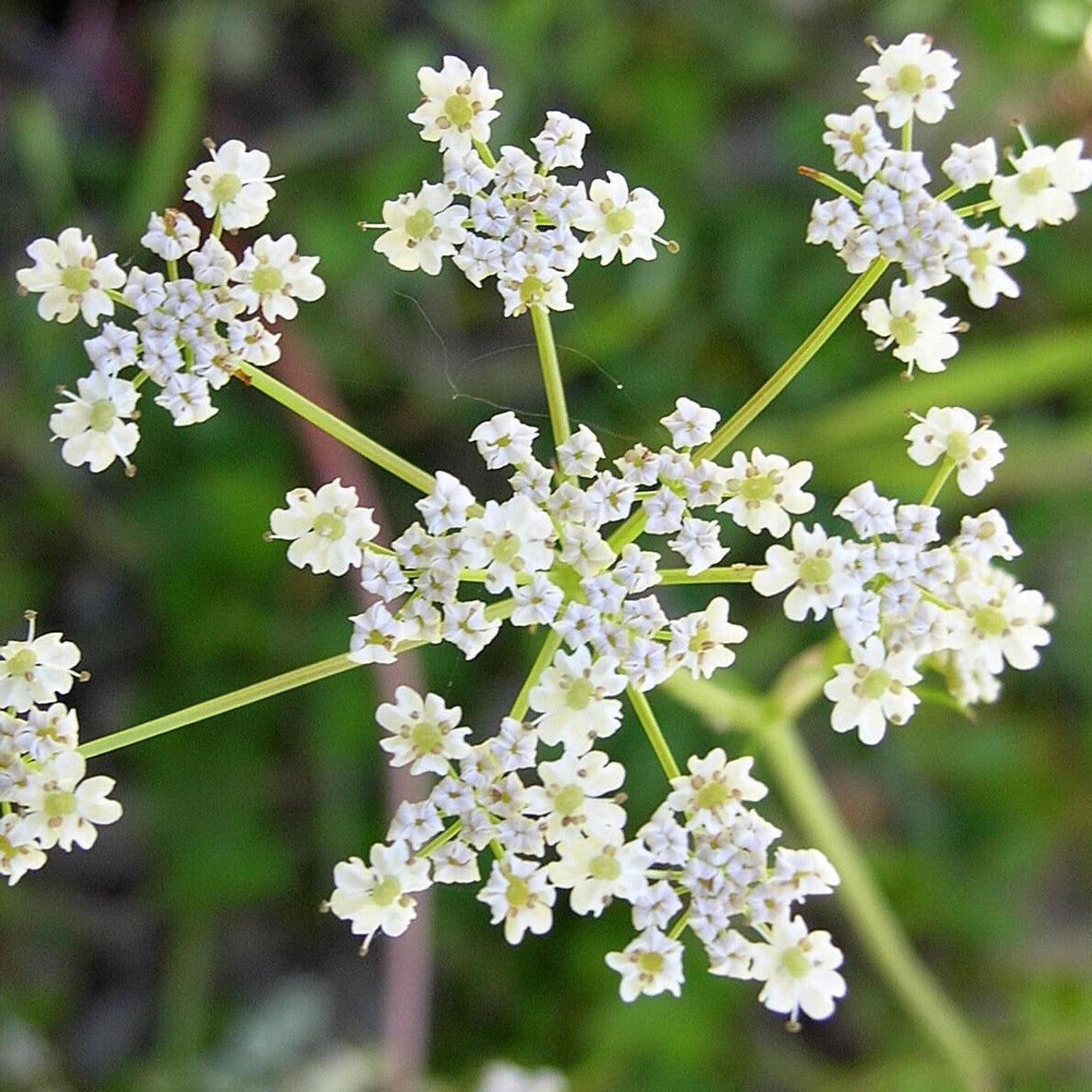 Caraway Carum Carvi – Herb Garden Seeds for Planting