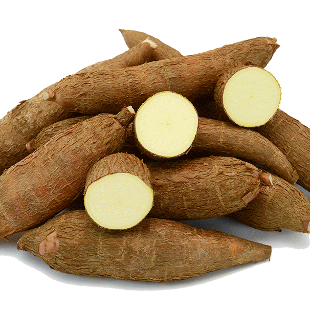 Cassava Plant Seeds Manihot Esculenta High-Yield Root Crop | Tropical Food Plant