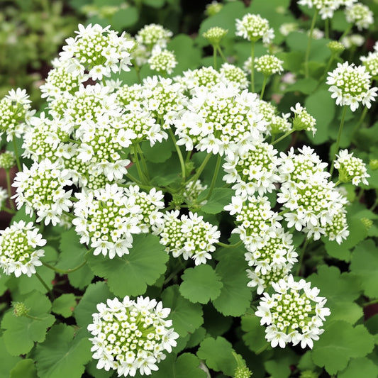White Clover Flower – Perennial Flower Seeds