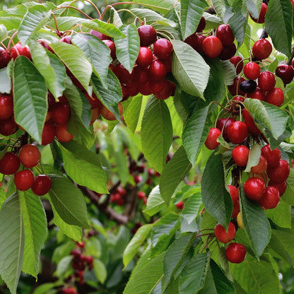 Cherry Tree Seeds for Planting, Sweet Red Cherry (Prunus avium) – Heirloom, Non-GMO, Easy to Grow, Perennial