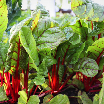 Ruby Red Swiss – Garden Vegetable Seeds