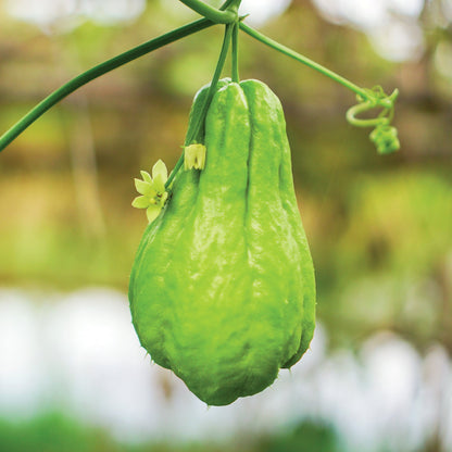 Smooth Green Chayote Seeds – Smooth Skin, Mild-Flavour Vegetable Variety