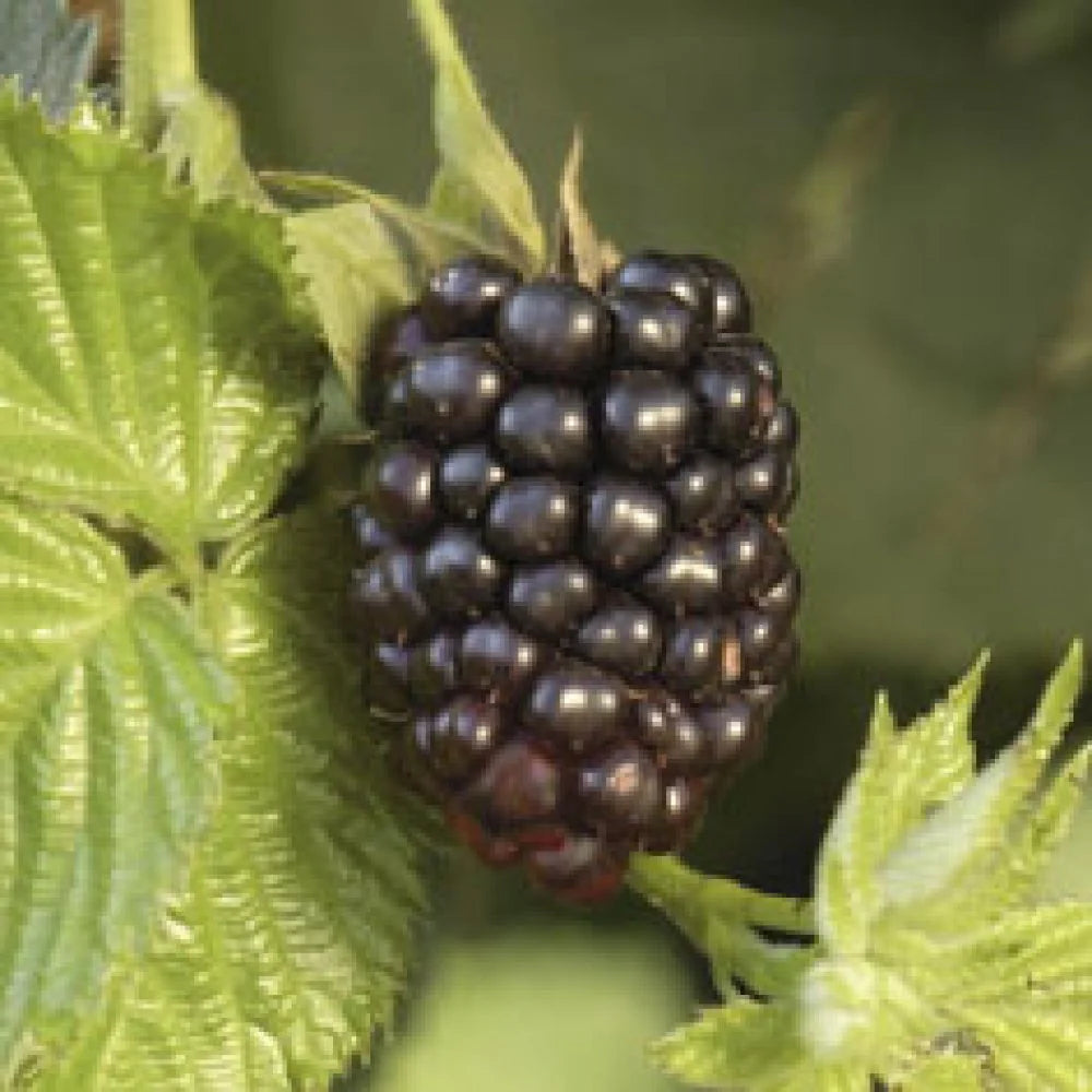 Chester Blackberry Blackberry Plugs – Garden Fruit Seeds