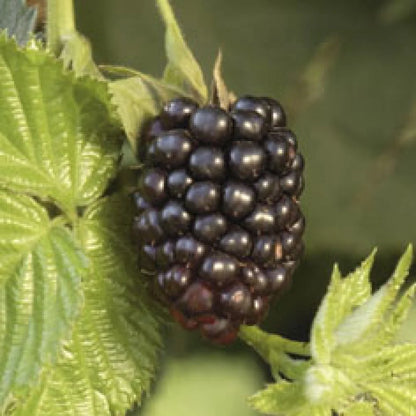Chester Blackberry Blackberry Plugs – Garden Fruit Seeds