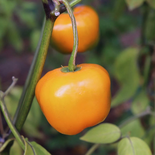 Orange Manzano Pepper – Spicy Garden Vegetable Seeds