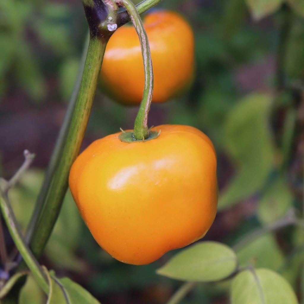 Manzano Orange Pepper – Hot Culinary Vegetable Seeds