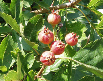 Chinese Hawthorn Crataegus Pinnatifida – Hardy Fruit Tree Seeds