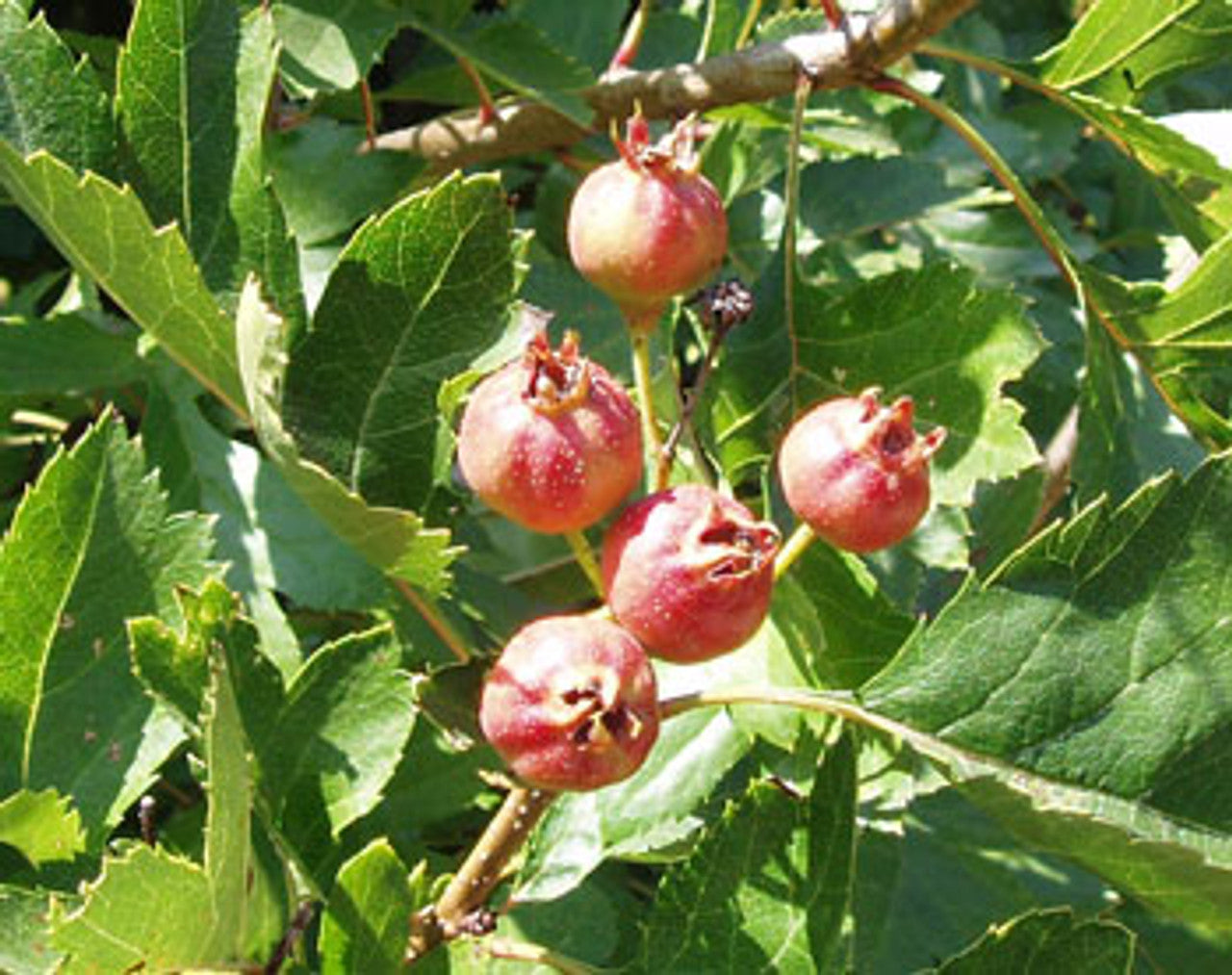 Hawthorn Crataegus Pinnatifida – Chinese Hawthorn Tree Seeds