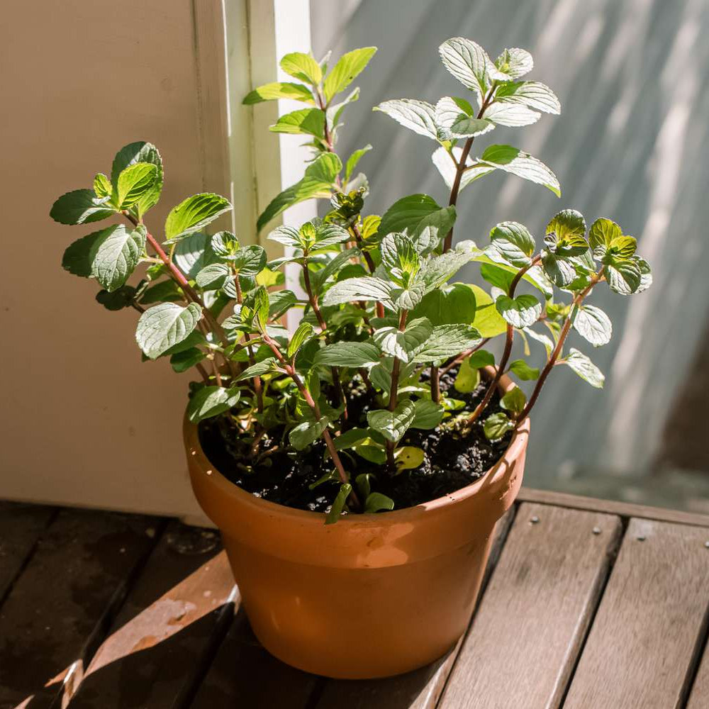 Chocolate Mint (Mentha Piperita Citrata) Seeds for Planting – Aromatic Garden Herb