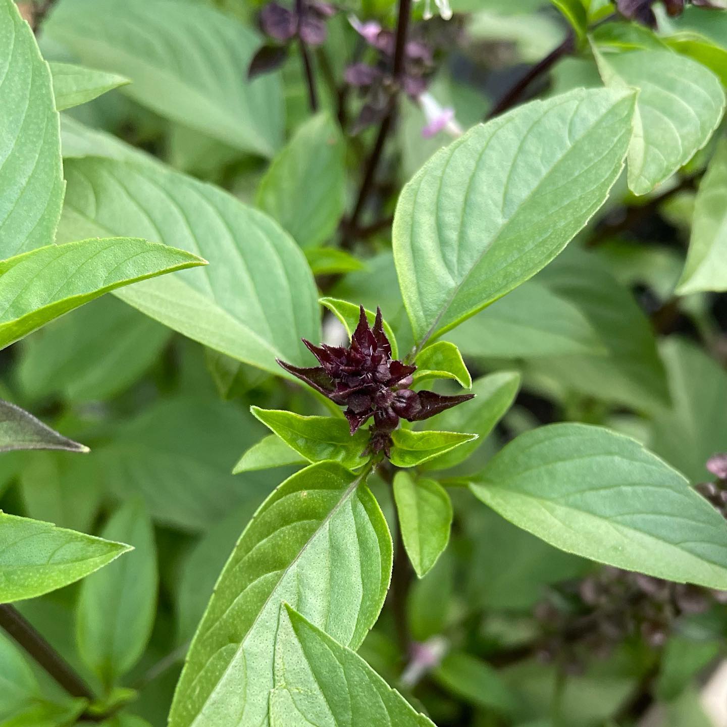 Basil Cinnamon Ocimum Basilicum Herb Garden Seeds