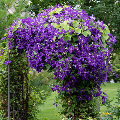 Clematis ‘Jackmanii’ Flower Seeds – Hardy Climbing Vine, Non-GMO, Long-Season Blooms