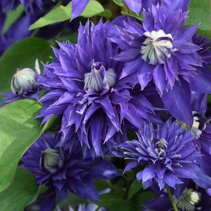 Clematis ‘Multi Blue’ Flower Seeds – Heirloom, Non-GMO, Perennial Climbing Variety