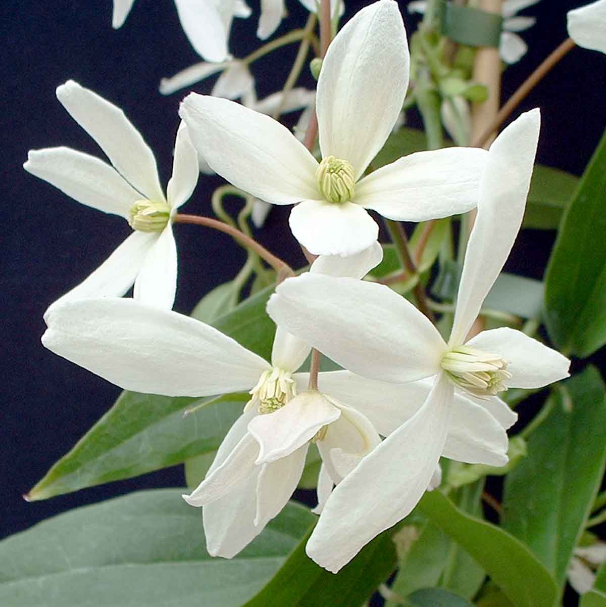 Clematis ‘Snowdrift’ Flower Seeds – Heirloom, Non-GMO, White Blooming Climbing Variety