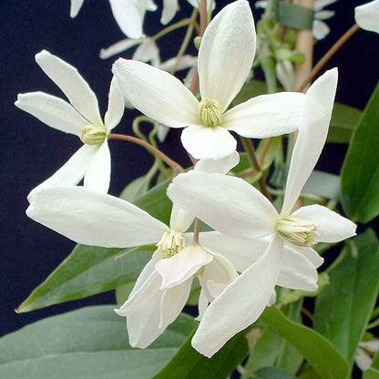 Clematis ‘Snowdrift’ Flower Seeds – Heirloom, Non-GMO, White Blooming Climbing Variety
