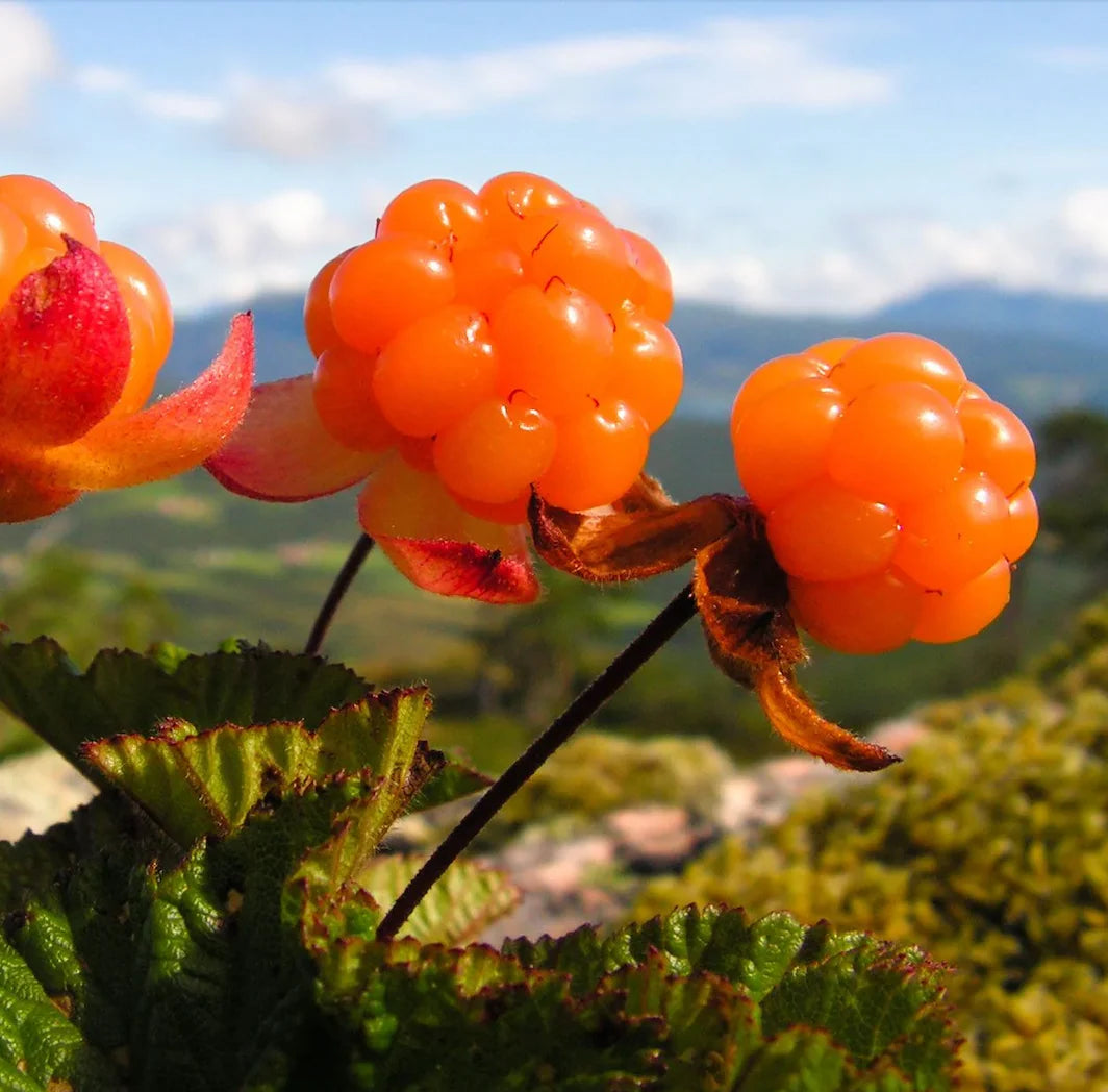 Arctic Cloudberry Seeds – Rare Cold-Hardy Fruit Seeds for Planting
