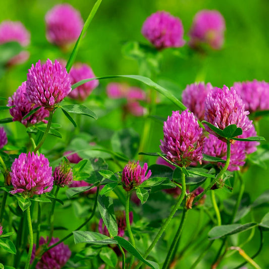 Red Clover Flower – Perennial Flower Seeds