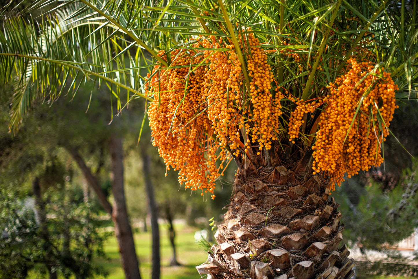 Pindo Palm Tree Seeds Butia Capitata - Edible Jelly Palm - Tropical Fruit & Ornamental Tree
