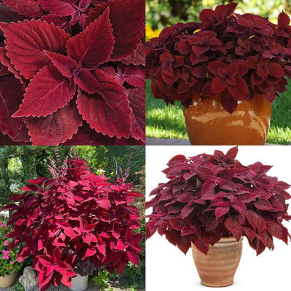 Coleus Wizard Velvet – Annual Flower Seeds