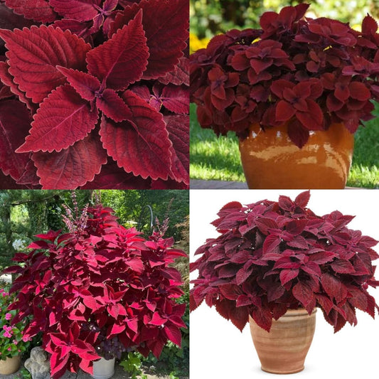 Coleus Wizard Velvet – Annual Flower Seeds