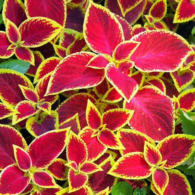 Coleus Wizard Scarlet – Annual Flower Seeds