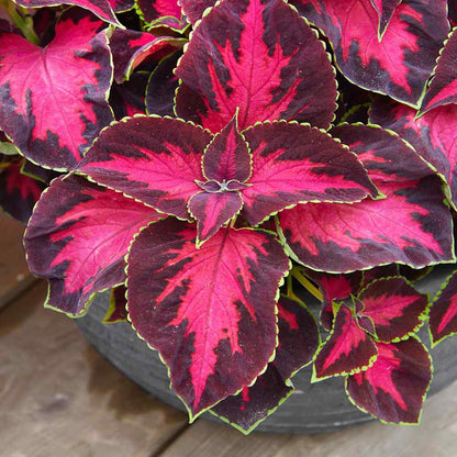 Coleus Solenostemon Scutellarioides – Chocolate Covered Cherry Garden Seeds