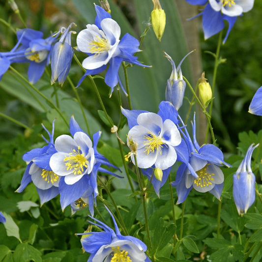 Blue Star Aquilegia – Perennial Flower Seeds