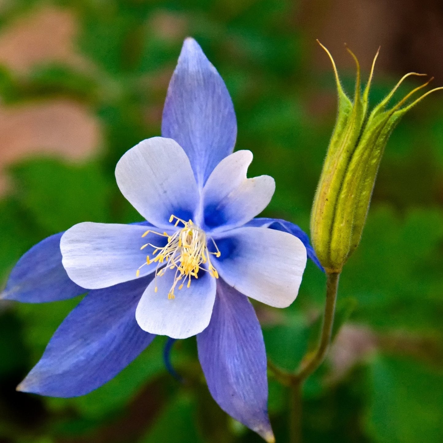 Blue Star Aquilegia – Perennial Flower Seeds
