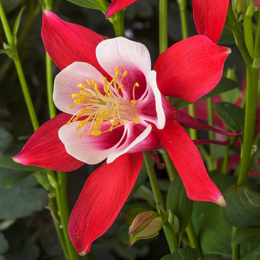 Red and White Aquilegia Flower – Perennial Flower Seeds