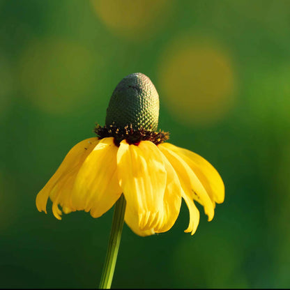 Clasping Coneflower – Hardy Wildflower Garden Seeds