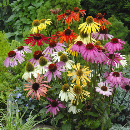 Echinacea Coneflower White – Mixed, Perennial Flower Seeds