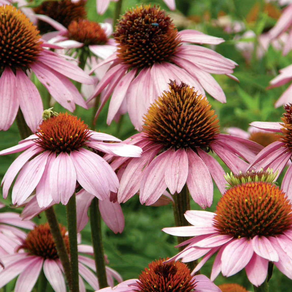Narrow Leaf Purple Coneflower – Hardy Wildflower Garden Seeds