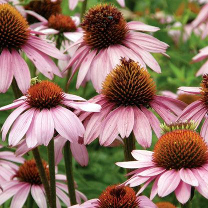Narrow Leaf Purple Coneflower – Hardy Wildflower Garden Seeds