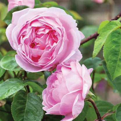 Rosa ‘Fantin-Latour’ Blush and Cream Old Garden Rose Plant