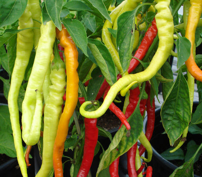 Corbaci Pepper – Long Heirloom Vegetable Garden Seeds