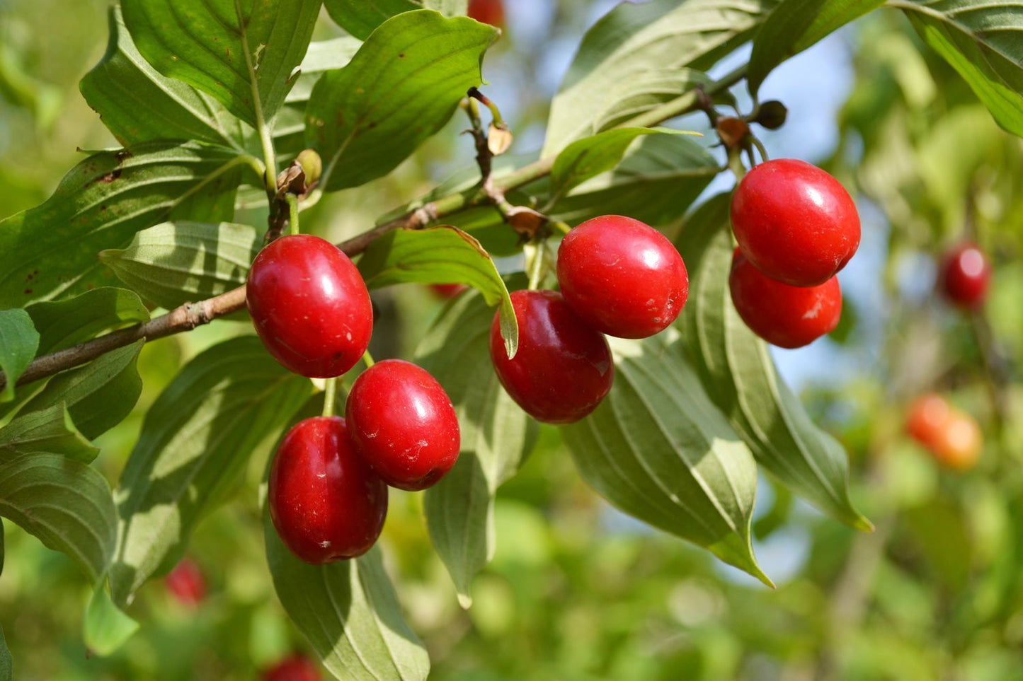Cornus Officinalis – Dogwood Cornelian Cherry Tree Seeds