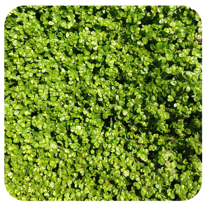 Mentha Requienii Seeds – Corsican Mint Creeping Herb for Groundcover