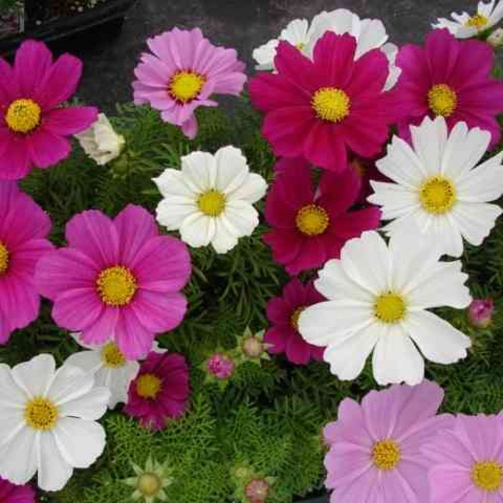 Cosmos Cosmos Bipinnatus – Sensation Mixed Color Flower Seeds