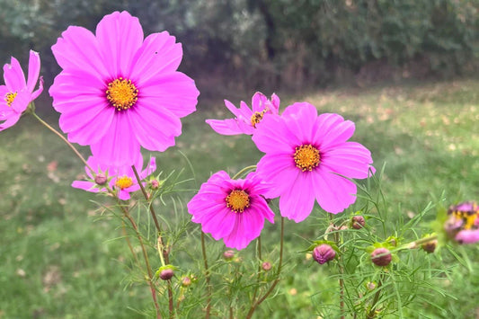 Cosmos Cosmos Bipinnatus – Gloria Garden Flower Seeds