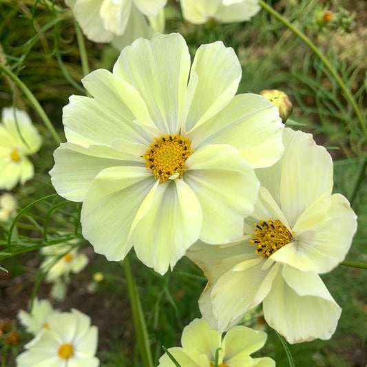 Cosmos Cosmos Bipinnatus – Sonata Yellow Garden Flower Seeds