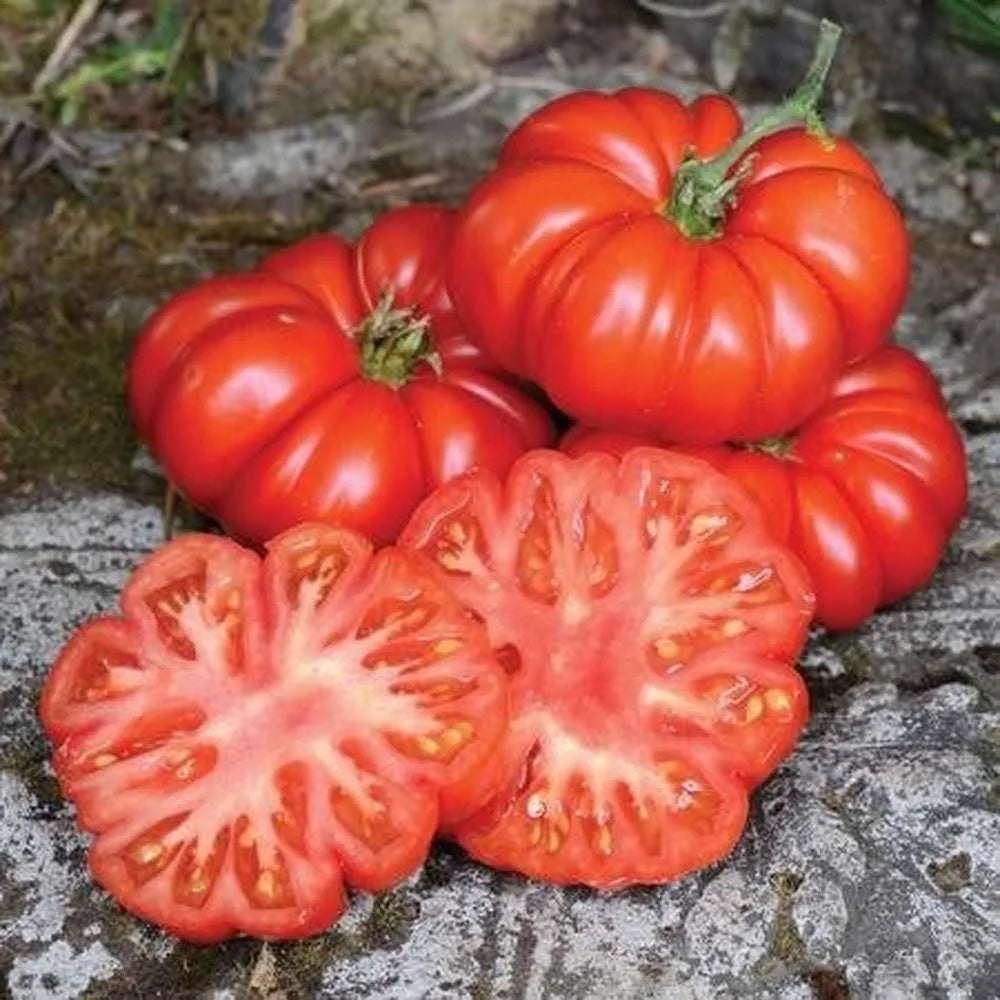 Costoluto Pesarese Tomato – Heirloom Vegetable Garden Seeds