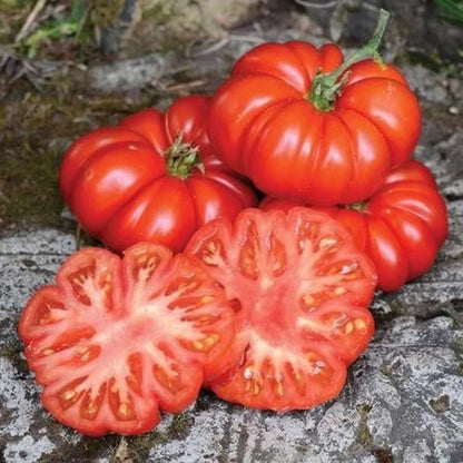 Costoluto Pesarese Tomato – Heirloom Vegetable Garden Seeds